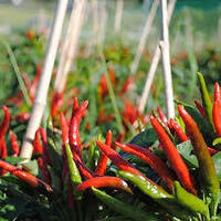 唐辛子の冬越しについて 関東地方の栃木県です どのように 冬越しをさせた Yahoo 知恵袋