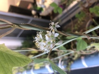 青い花のにらは食べれるのですか プランターに小さな青い花 Yahoo 知恵袋
