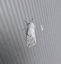 この白い髪の毛が生えた可愛い蛾はなんと言う蛾ですか キハラゴマダラヒト Yahoo 知恵袋