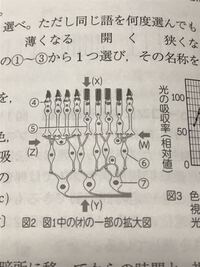 桿体細胞錐体細胞関連です この光の入射方向ってなぜyの方向から入射するの Yahoo 知恵袋