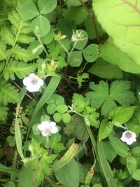 アラビアンジャスミン マツリカ を育てている方 白い小さな花が咲きます Yahoo 知恵袋