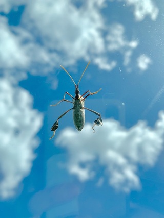 この虫はなんていう種類ですか 車のフロントガラスにいて車内から撮影 Yahoo 知恵袋
