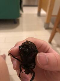 鳴き声 カブトムシ 交尾