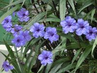 この花の名前は ヤナギバルイラソウ でよろしいでしょうか 伊 Yahoo 知恵袋