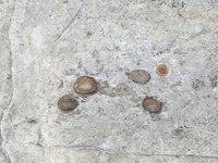 Smap中居くん率いる昭和時代のメンバーって誰なんですか 半分はオヤジ Yahoo 知恵袋