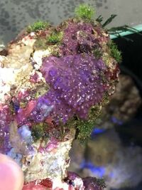 ライブロックに付着している石灰藻がだんだんなくなり色が悪くなっていきま Yahoo 知恵袋
