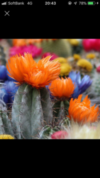 今サボテンの花育ててるんですが 花言葉知ってますか サボテンの花 Yahoo 知恵袋