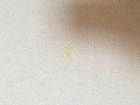 最悪です トイレの壁紙にうんちがついてしまいました 水拭きでは落ちま Yahoo 知恵袋