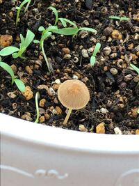 キノコの種類を教えてください 植木鉢の中にキノコが生えてきました なんとい Yahoo 知恵袋