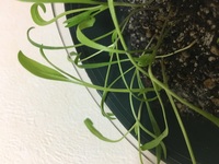 ほうれん草の収穫前に花が咲き始めています サラダほうれん草 丈が低い Yahoo 知恵袋