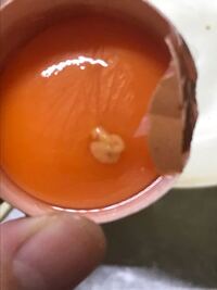 卵割ったらこんなふうに膜張ってたんですけどどういうことですか 卵殻 Yahoo 知恵袋