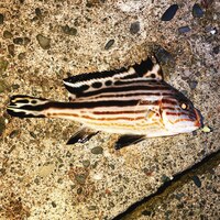 昨日 浜名湖で釣りました この魚はシマイサキで合っていますか 調べると他より Yahoo 知恵袋