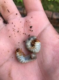 幼虫についてです 住宅地の庭を掘ったら出てきました なんの幼虫でしょうか Yahoo 知恵袋