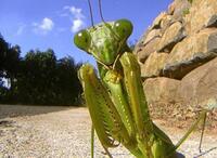 足で走る最速の無脊椎動物 昆虫などの外骨格生物を含む について質問 Yahoo 知恵袋