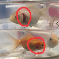 金魚のお腹の横 が腫れてるんですが これってなんでしょうか 初めての Yahoo 知恵袋