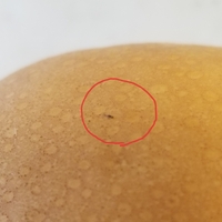 梨をまるごとかじっていたら 芯の辺から虫がわいてきました 調べたら 芯に寄生す Yahoo 知恵袋