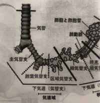 気管から終末細気管支まで線毛はありますか はい 腺毛は Yahoo 知恵袋