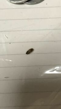 家の中にこの小さな黒い虫がたくさん飛んでいます この虫はなんですか 進入経路 Yahoo 知恵袋
