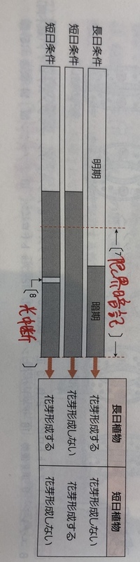 高校生物の質問です なぜ写真の一番下のグラフの時 長日植物は花芽形成するので Yahoo 知恵袋