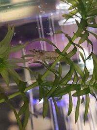 どうしてもミナミヌマエビの飼育がうまくいきません 水換えは3日に1回 3分の Yahoo 知恵袋