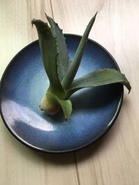 アガベを地植えしてます。子株が何個か出来てたので引っ張ったら