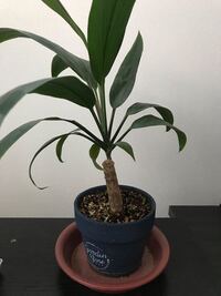 観葉植物のカポック これはどの位まで伸びますか 数年前 1 Yahoo 知恵袋