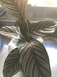 花の名前教えてください 観葉植物です 花がさくのでしょうか Yahoo 知恵袋