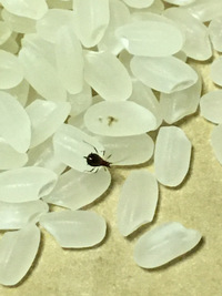 黒い 1mm程度の虫が 米に出てきて困っています 米粒より小さい黒 Yahoo 知恵袋