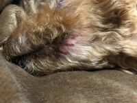 犬の口元 下唇の口角のあたり が右左どちらも赤くただれて腫れてい Yahoo 知恵袋