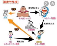 キラーt細胞は記憶細胞に分化するんですか 細胞性免疫を簡略化したこのイ Yahoo 知恵袋