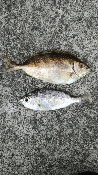 この魚の名前をお知らせ下さい 食べられる魚でしょうか 上が ア Yahoo 知恵袋