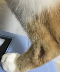 最近 飼っている猫に後ろ足で踏まれる事が多いのですが なぜ後ろ足で踏ん Yahoo 知恵袋