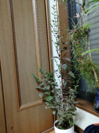 ヒポエステスってこういう植物でしたっけ なんか縦に伸びすぎなんですけ Yahoo 知恵袋