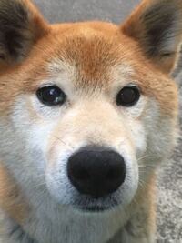 犬ついての質問です 私の犬はいつも私にお尻を向けて眠ります いつも 寝 Yahoo 知恵袋