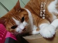 猫と犬 どちらが寂しがり屋でしょうか 私はなんだかんだで猫ちゃんだ Yahoo 知恵袋