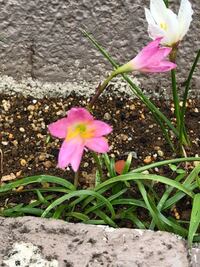 春先に咲くニラのような葉と白い6弁の花びらの花を 玉すだれ と思っていま Yahoo 知恵袋