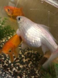 金魚について 6年以上前にお祭りでとった金魚が 半年前弱頃か Yahoo 知恵袋