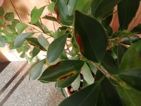 サツキの葉が毎年茶色で枯れたようになります 水は毎日やります陽射しも適当に当た Yahoo 知恵袋