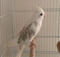 オカメインコの名前つけてください オカメインコを買ったのですが Yahoo 知恵袋