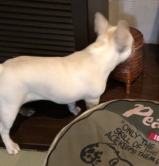 フレンチブルドッグの体型について質問です 現在8ヶ月のフレンチブルドッグを飼 Yahoo 知恵袋