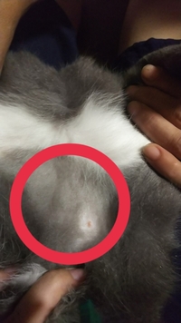 猫のおなかにシコリみたいなものが 今日猫のおなかを触ったらシコ Yahoo 知恵袋
