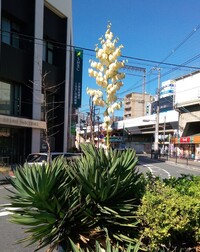 このヤシ科と思しき白い花をつける植物の名前を教えて下さい ア Yahoo 知恵袋