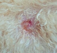 犬の傷について教えて下さい トリミング中の傷に詳しい方 犬の後ろ足付近の横 Yahoo 知恵袋