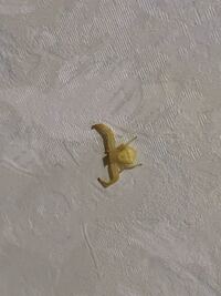 頭のネジは 緩む 飛ぶ 頭のネジを 飛ぶ という人と 緩む Yahoo 知恵袋