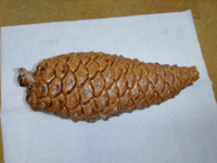 松ぼっくり トゲが付いてますが普通ですか 種類ですか Yahoo 知恵袋