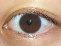 この瞳はサマータイプの瞳ですか 先日パーソナルカラー診断に行ったところ Yahoo 知恵袋