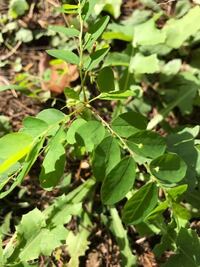 この葉っぱの名前は何ですか 画像の 右上の丸みを帯びた葉 Yahoo 知恵袋