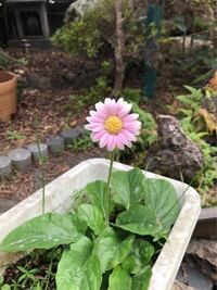 ヒューケラを花壇に植えてみたいのですが 夏に西日があたるところはダメになります Yahoo 知恵袋