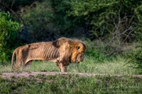 どうしてライオンは 百獣の王 と呼ばれるのですか 語源 由来を教えてく Yahoo 知恵袋