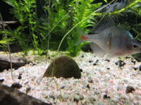 このタナゴの病気 何か黄色いものが膨れて付着している様に見えます 検索 Yahoo 知恵袋